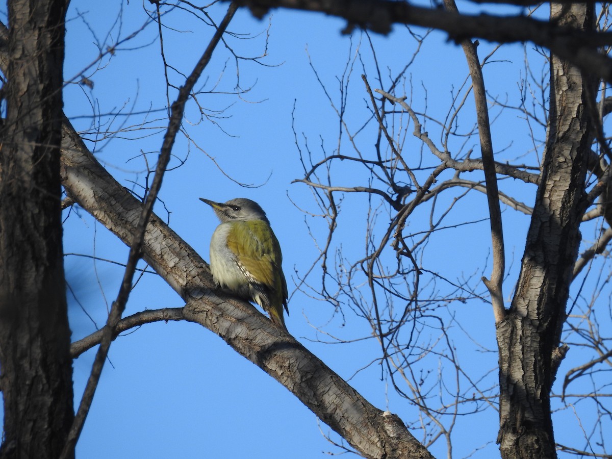 Gray-headed Woodpecker - ML627682815