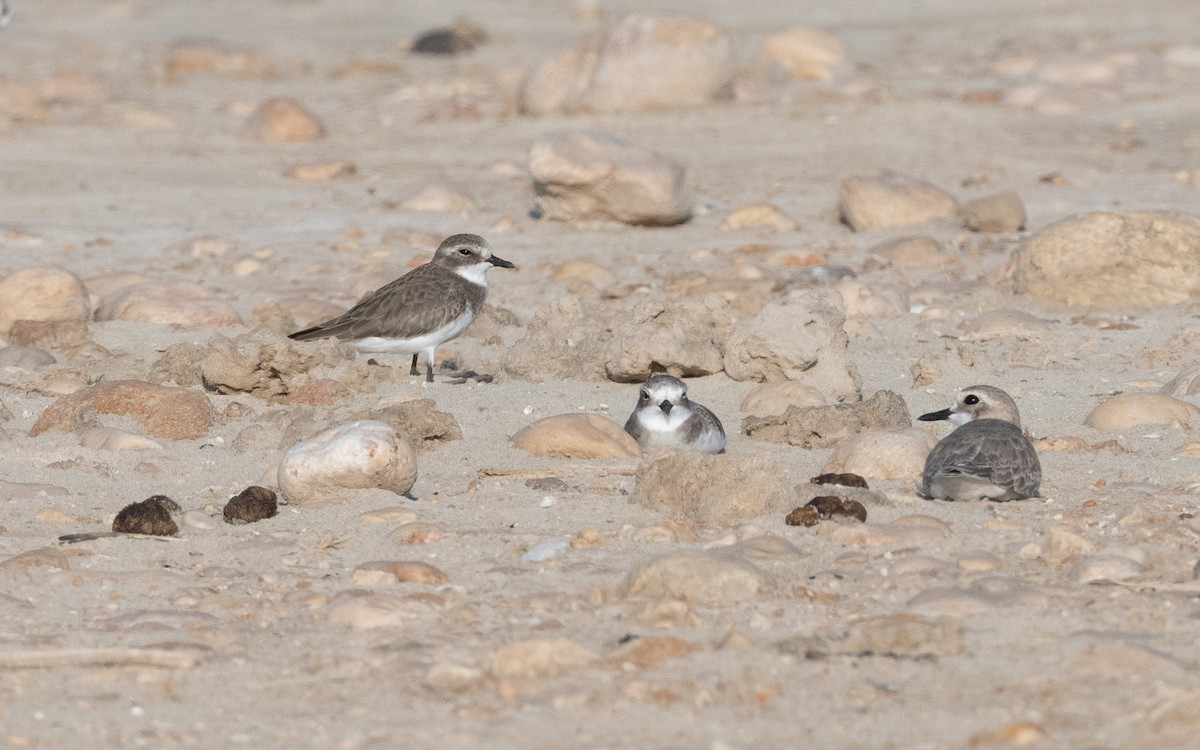 Tibetan Sand-Plover - ML627682863