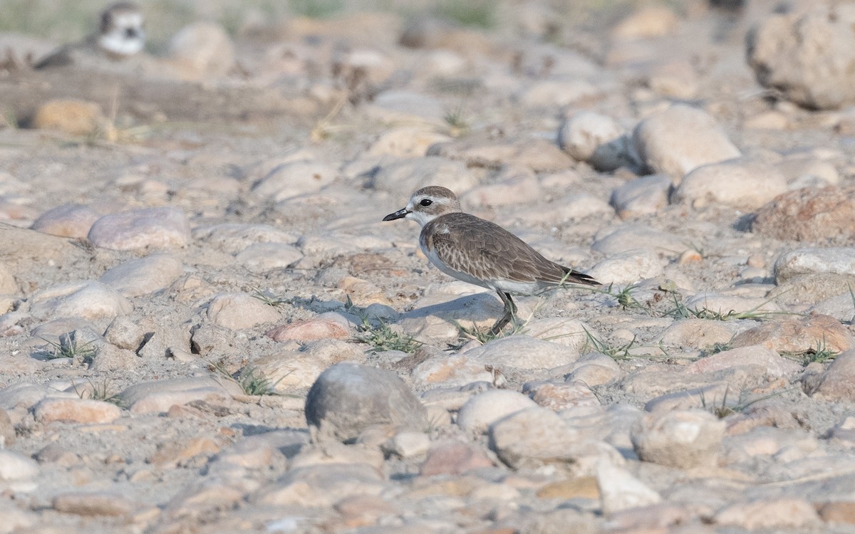 Tibetan Sand-Plover - ML627682864
