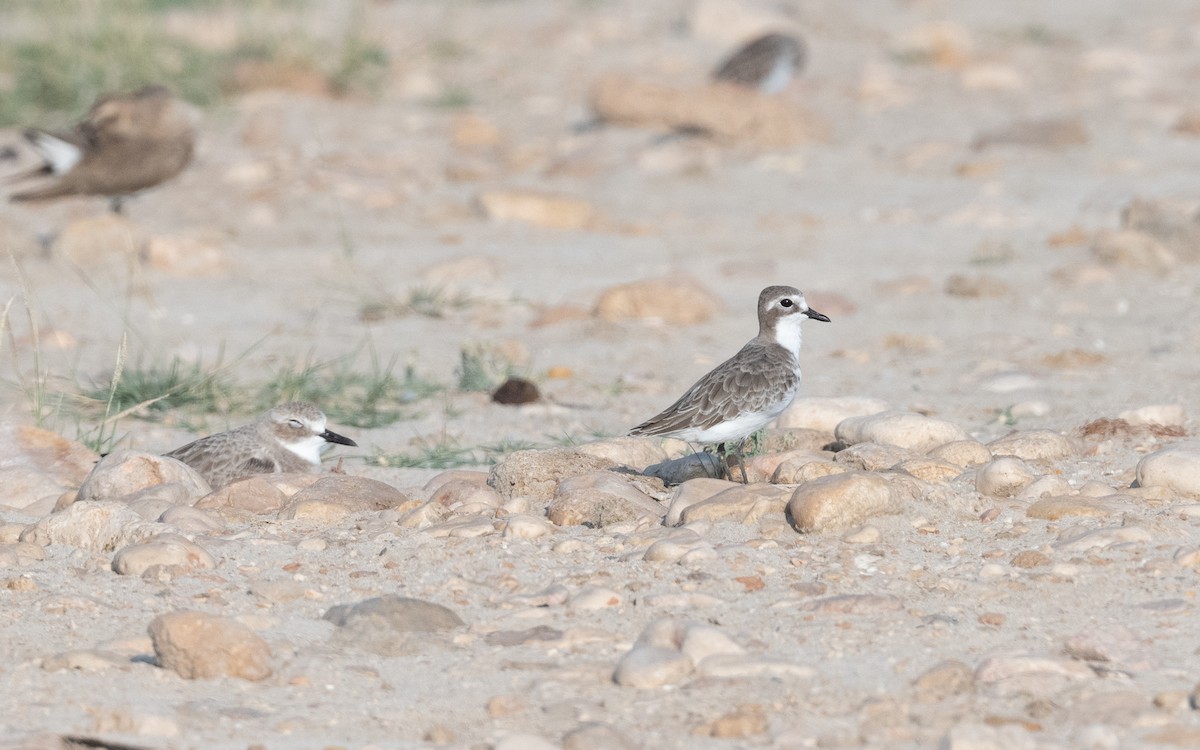 Tibetan Sand-Plover - ML627682865