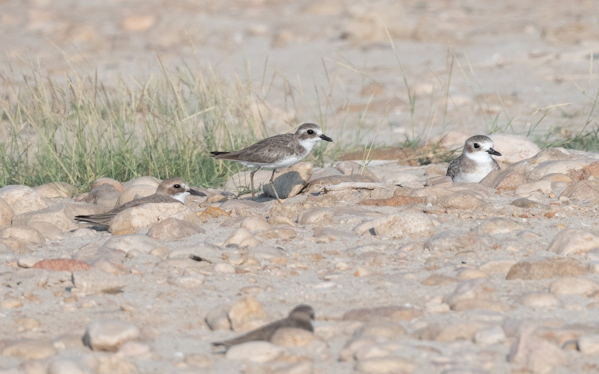 Tibetan Sand-Plover - ML627682866