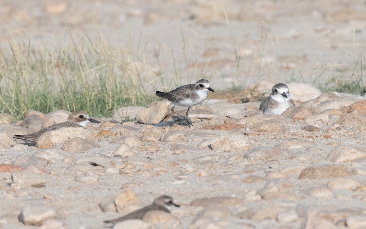 Tibetan Sand-Plover - ML627682867