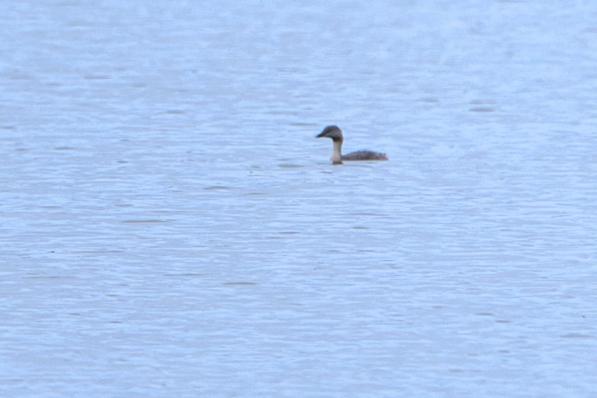 Hoary-headed Grebe - ML627682957