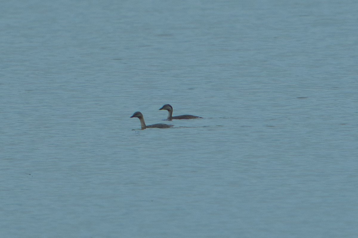 Hoary-headed Grebe - ML627682958