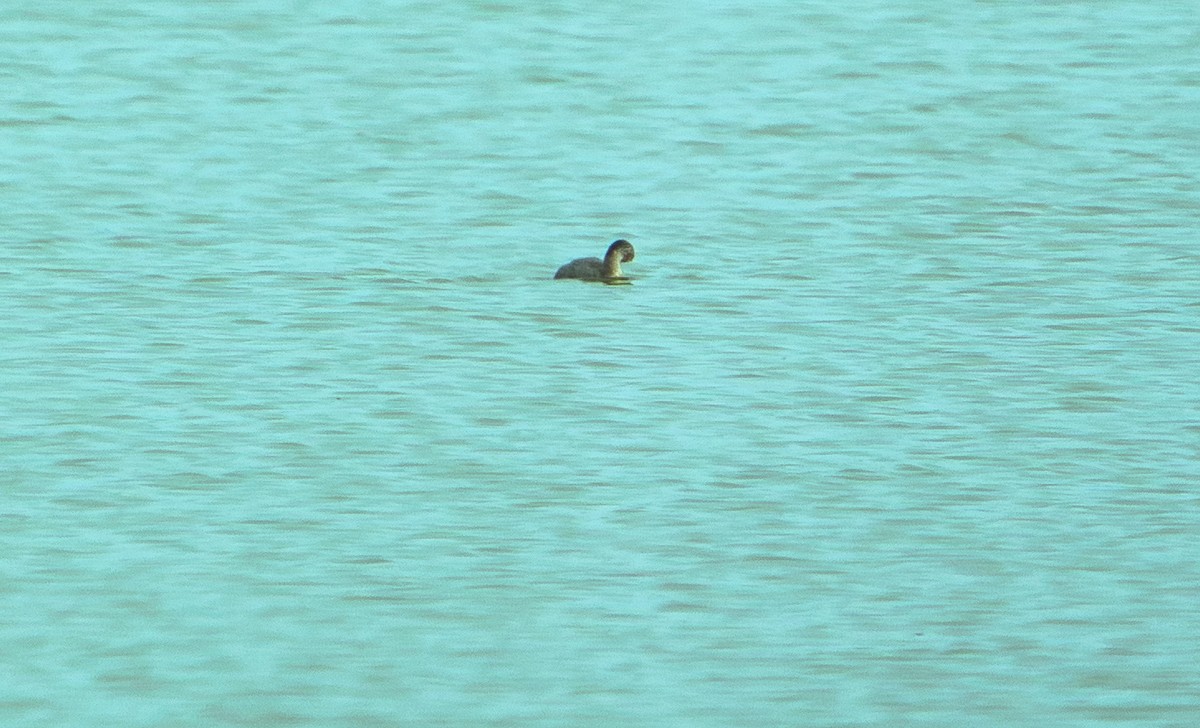 Hoary-headed Grebe - ML627682959