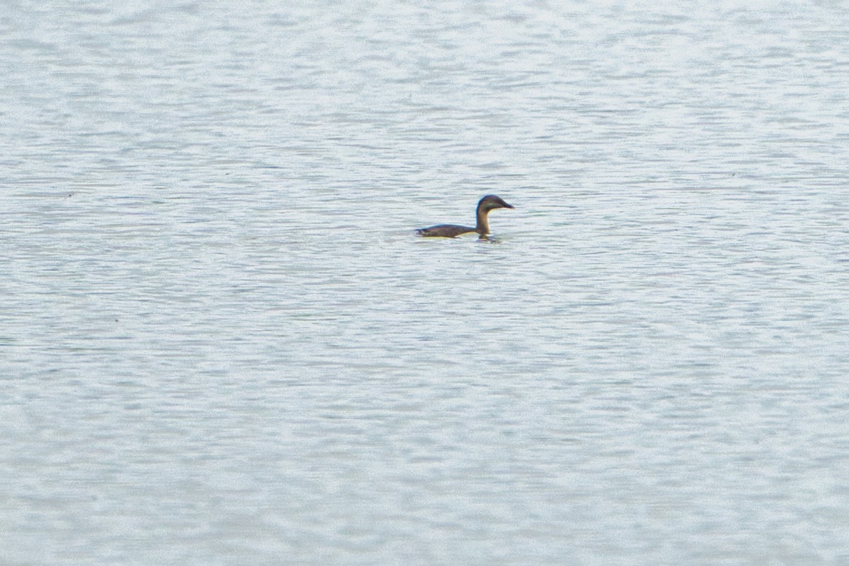 Hoary-headed Grebe - ML627682960