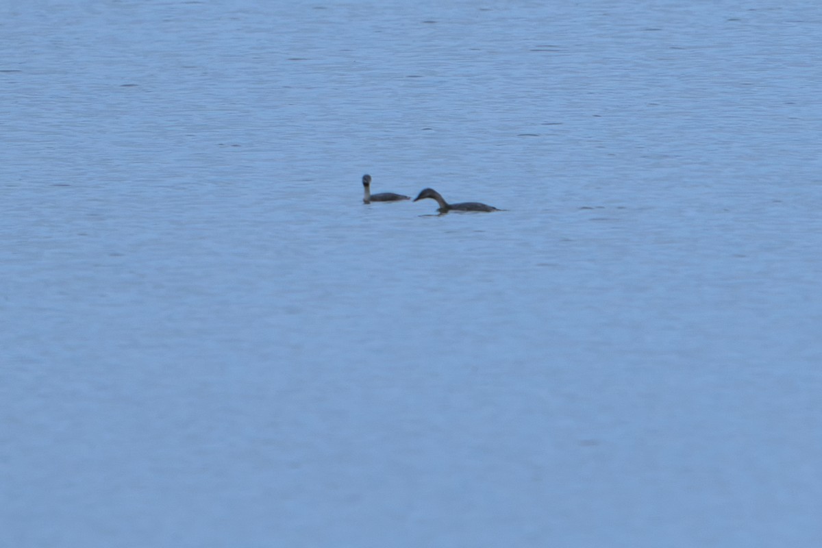 Hoary-headed Grebe - ML627682961