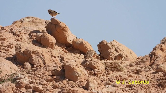 Rock Sparrow - ML627683060