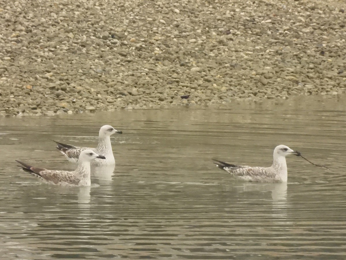 Goéland leucophée (michahellis) - ML627683113