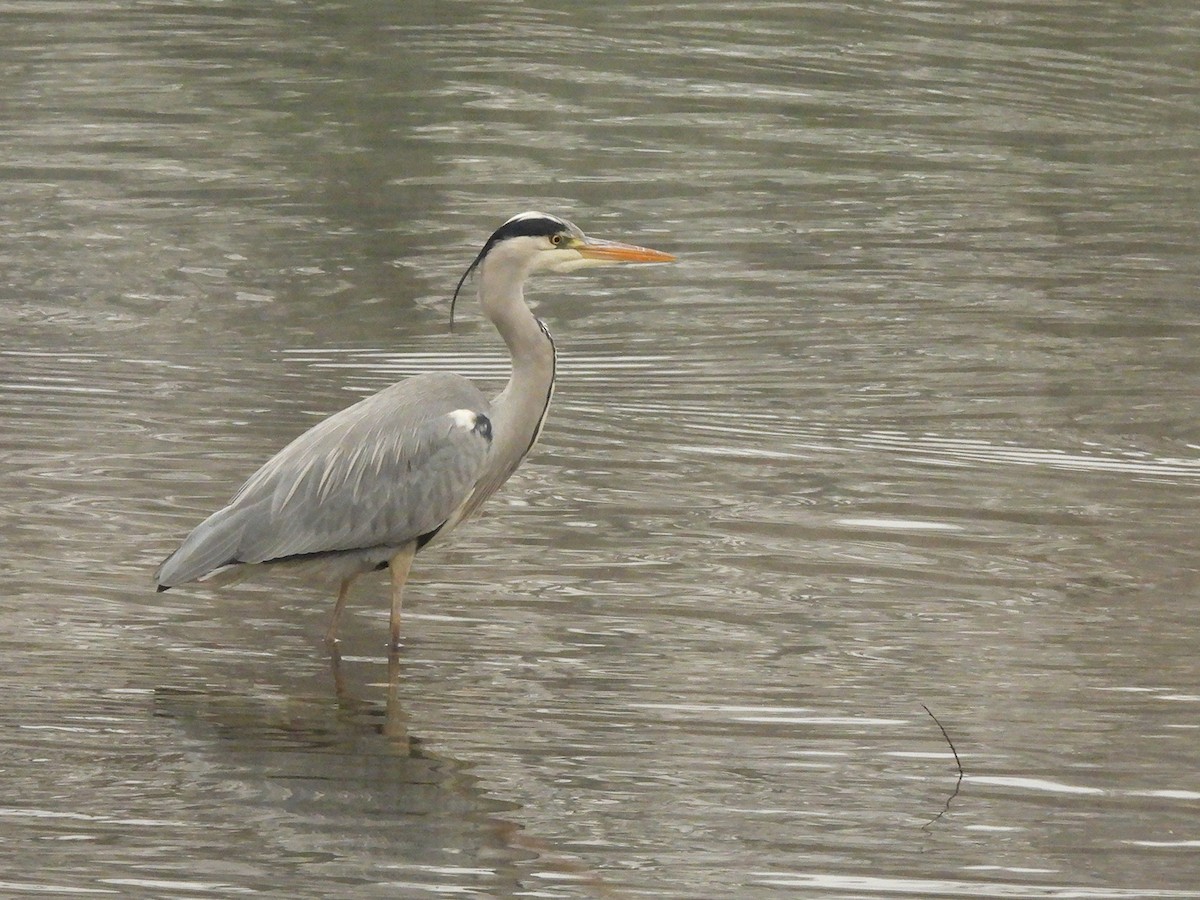 Héron cendré (cinerea/jouyi) - ML627683118