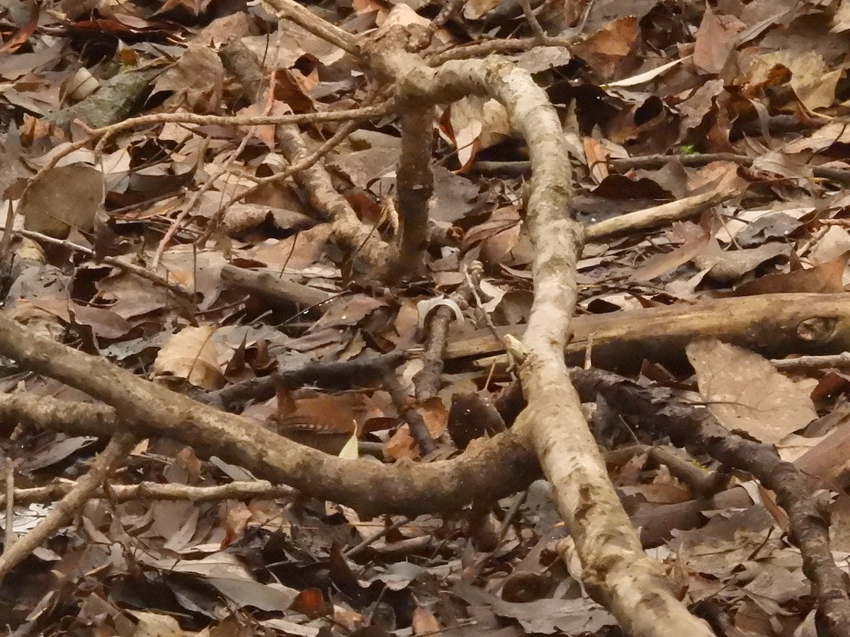 Troglodyte mignon (groupe troglodytes) - ML627683121