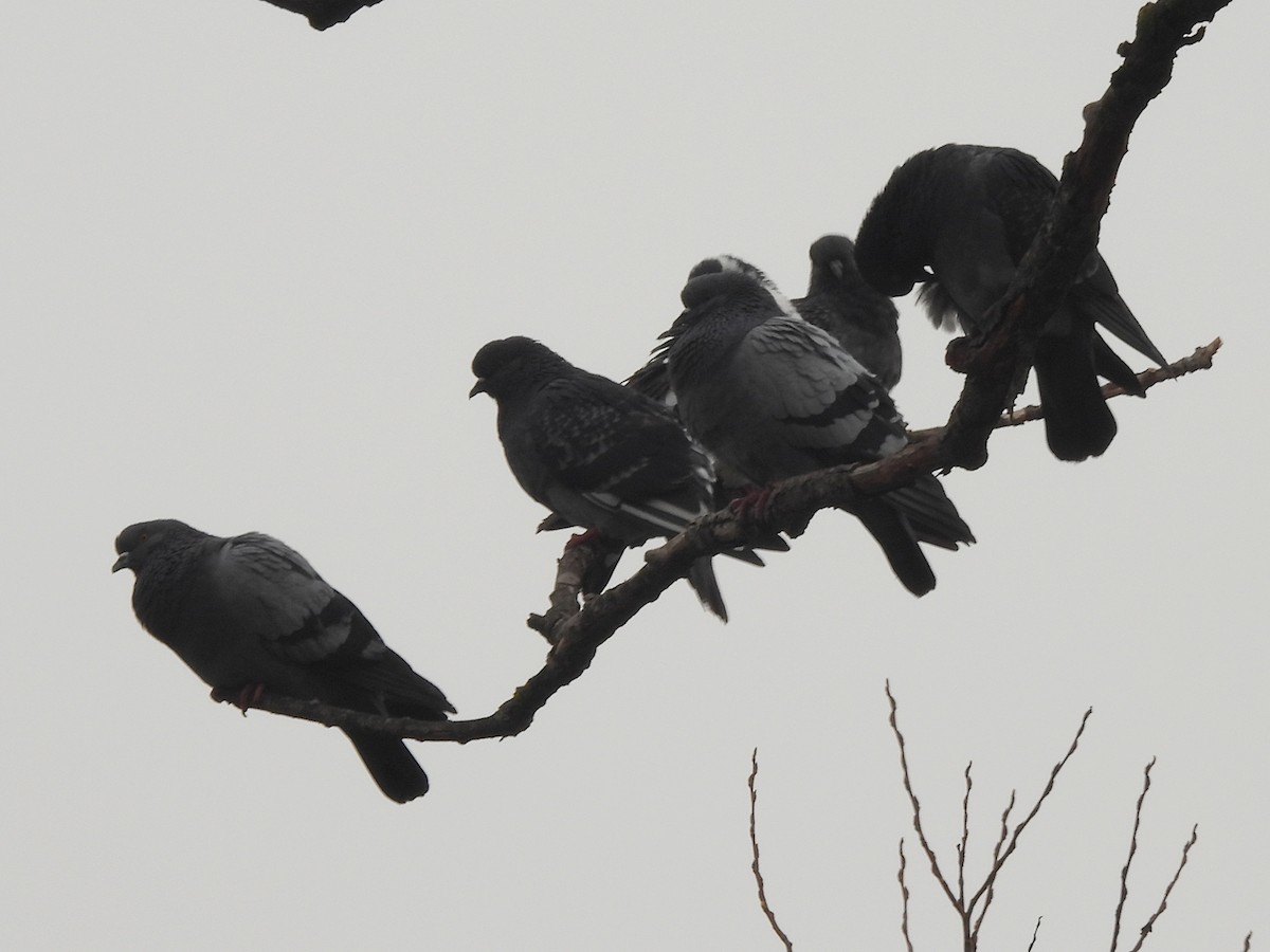 Pigeon biset (forme domestique) - ML627683135