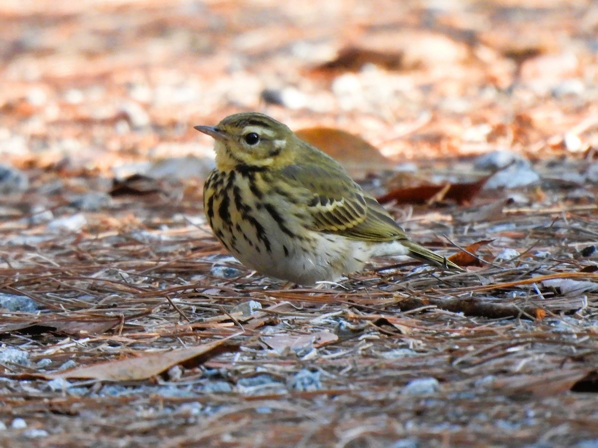 Pipit à dos olive - ML627683138