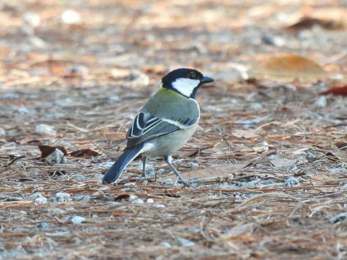 Mésange d'Asie - ML627683210