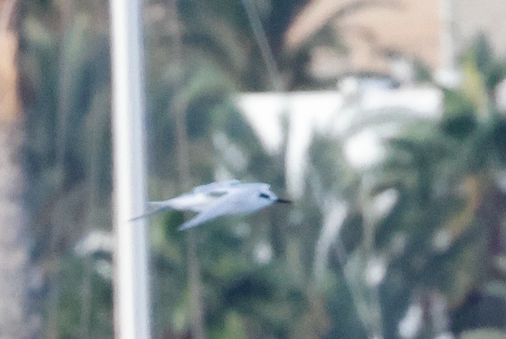 Sandwich Tern (Eurasian) - ML627683235