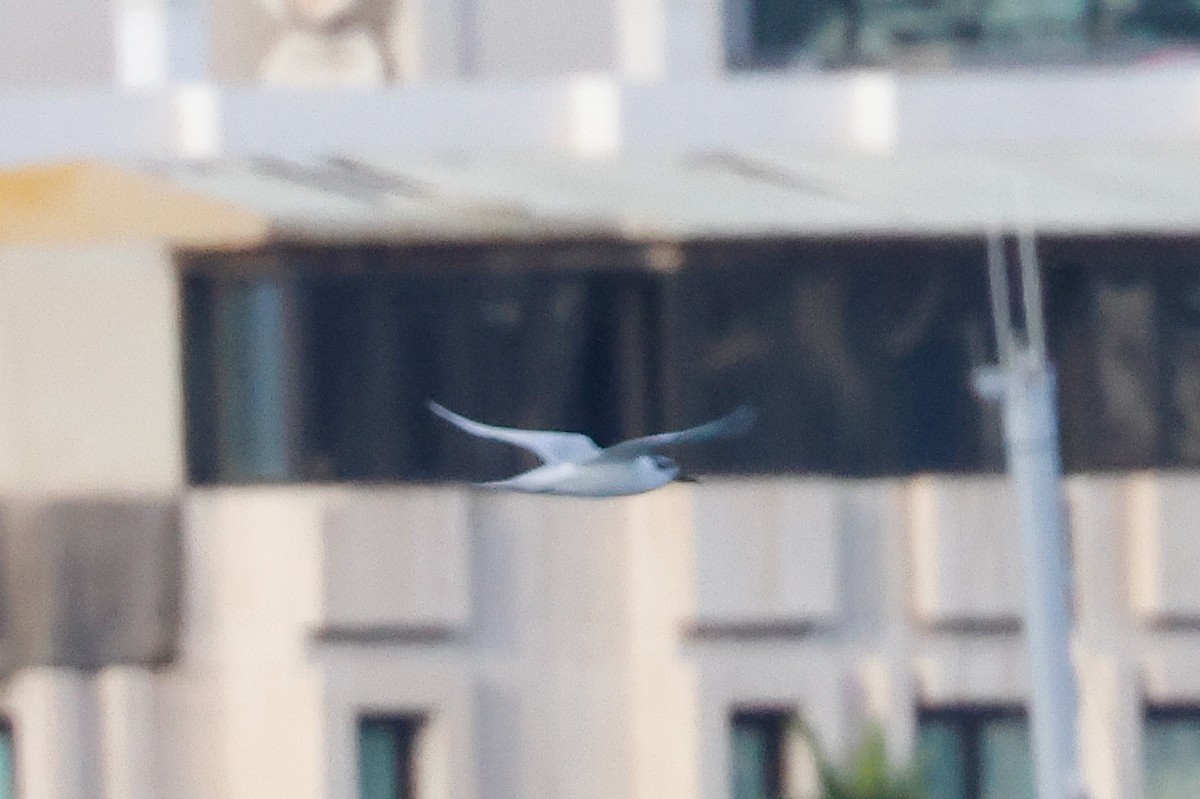 Sandwich Tern (Eurasian) - ML627683236