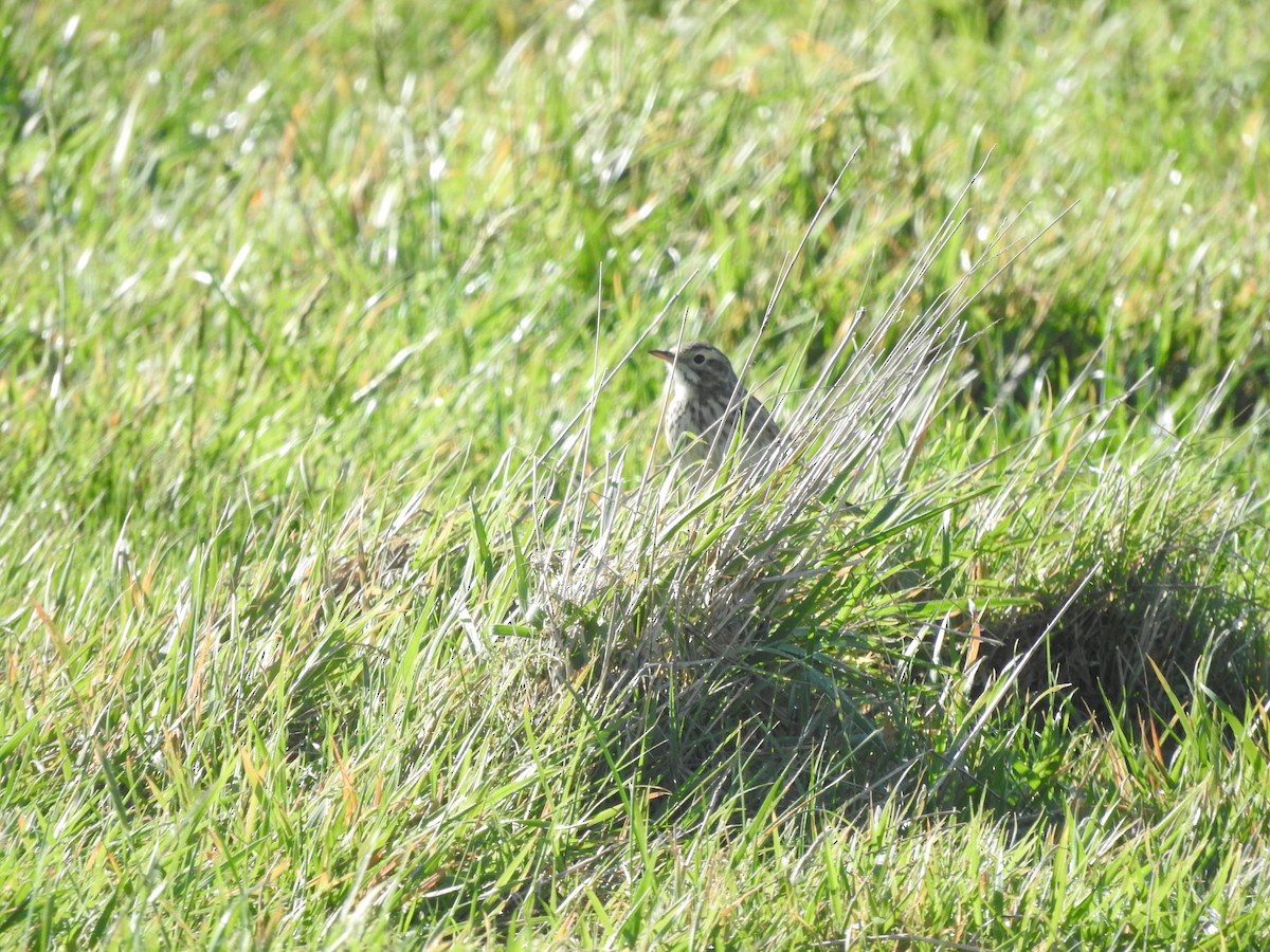 Australian Pipit - ML627683367