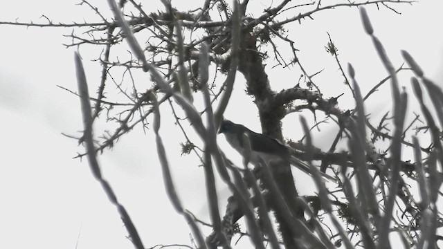 Verreaux's Coua - ML627683427