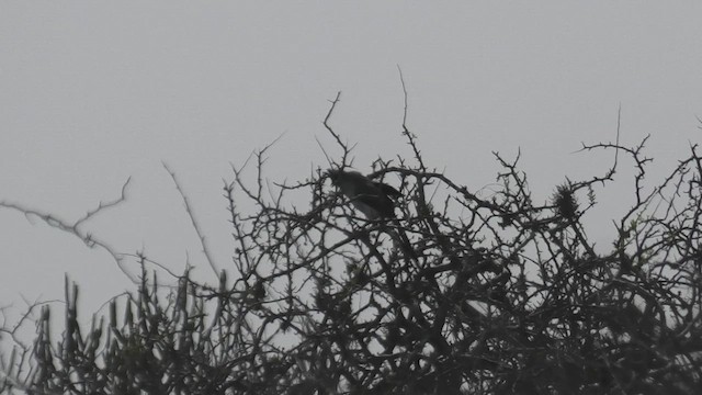 Verreaux's Coua - ML627683428