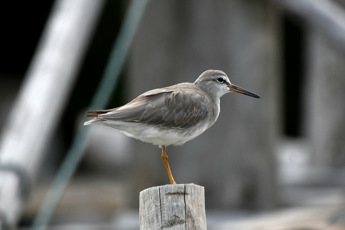 Gray-tailed Tattler - ML627683503