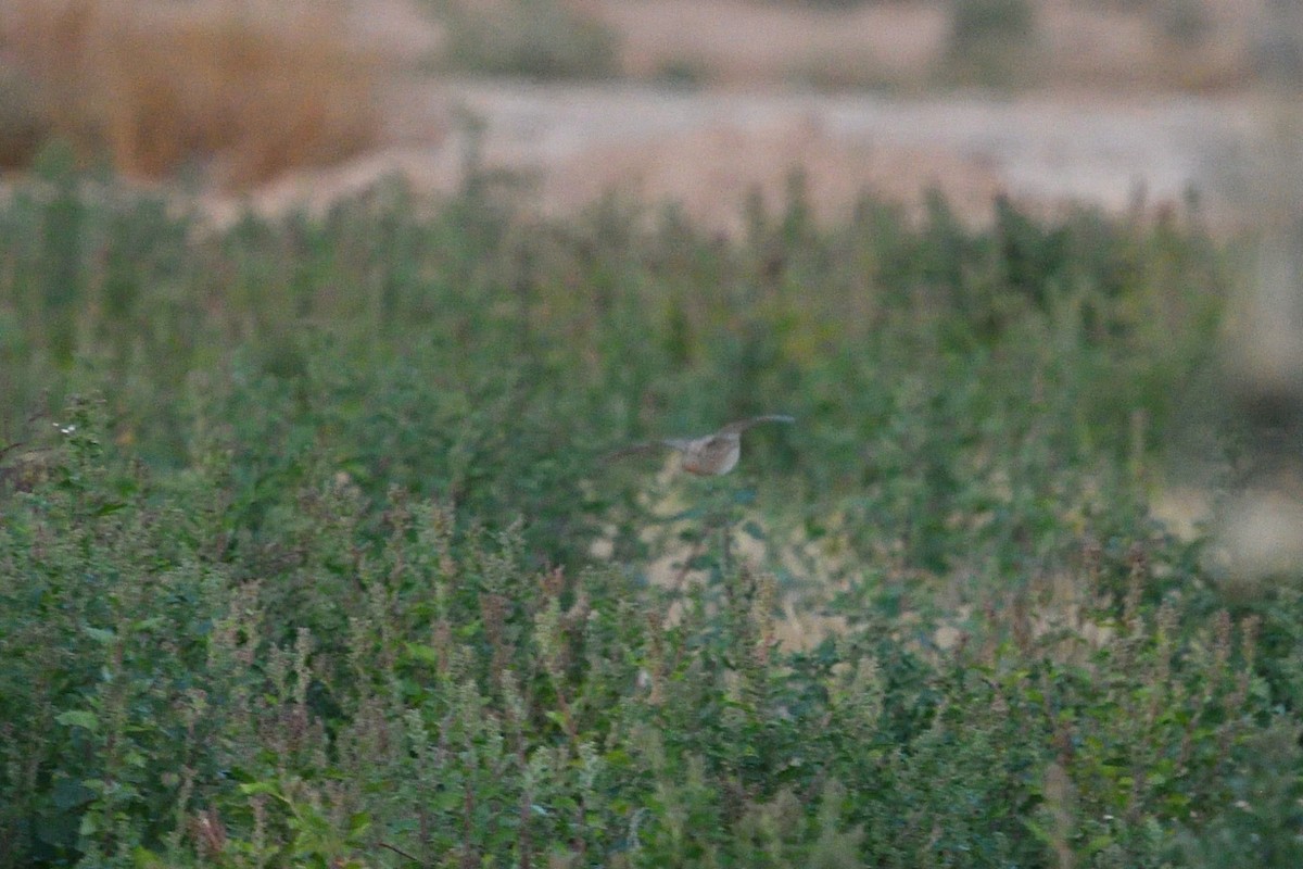 Galeper eurasiarra - ML627683543