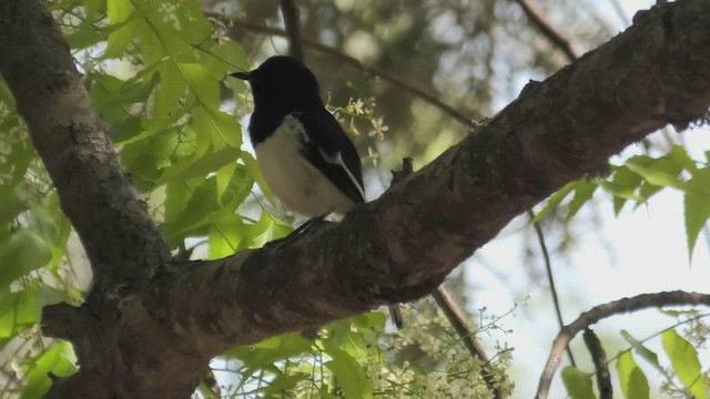 Madagascar Magpie-Robin - ML627683672