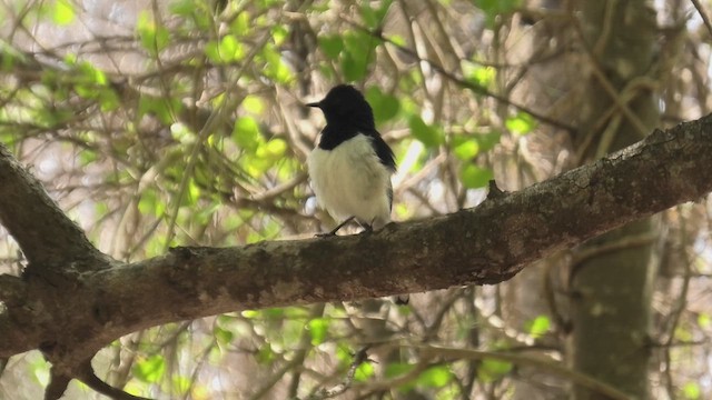 Madagascar Magpie-Robin - ML627683673