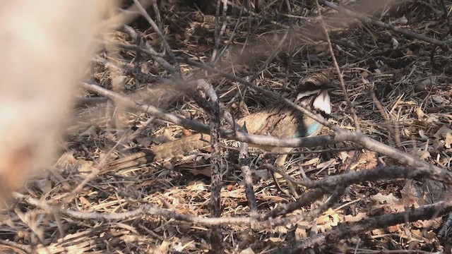 Long-tailed Ground-Roller - ML627683822