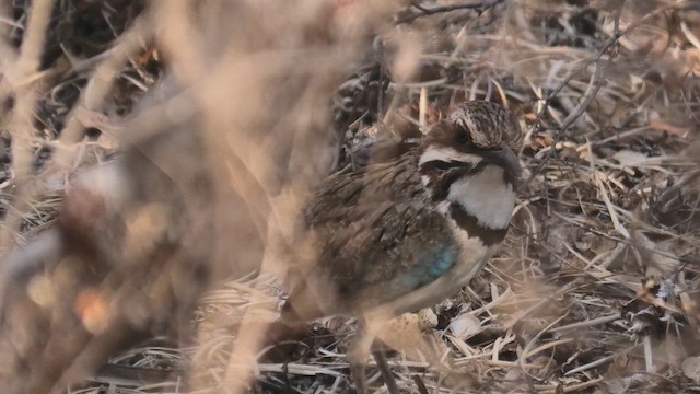 Long-tailed Ground-Roller - ML627683823