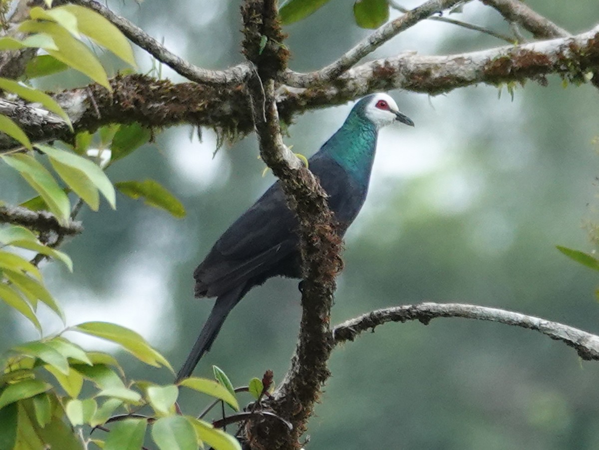 Sula Cuckoo-Dove - ML627683882