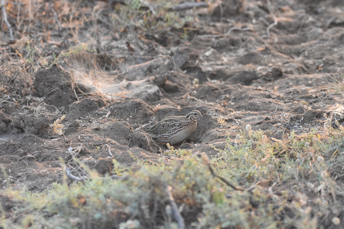 Galeper eurasiarra - ML627683901