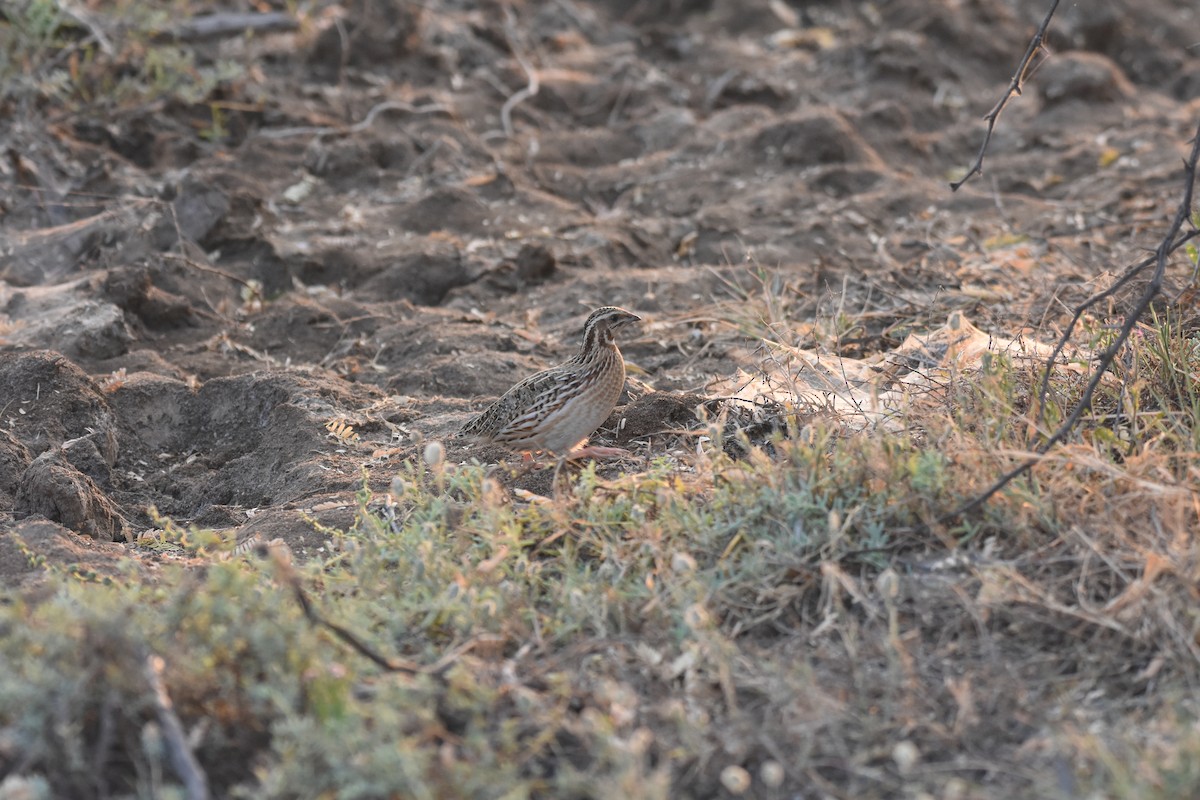 Galeper eurasiarra - ML627683902