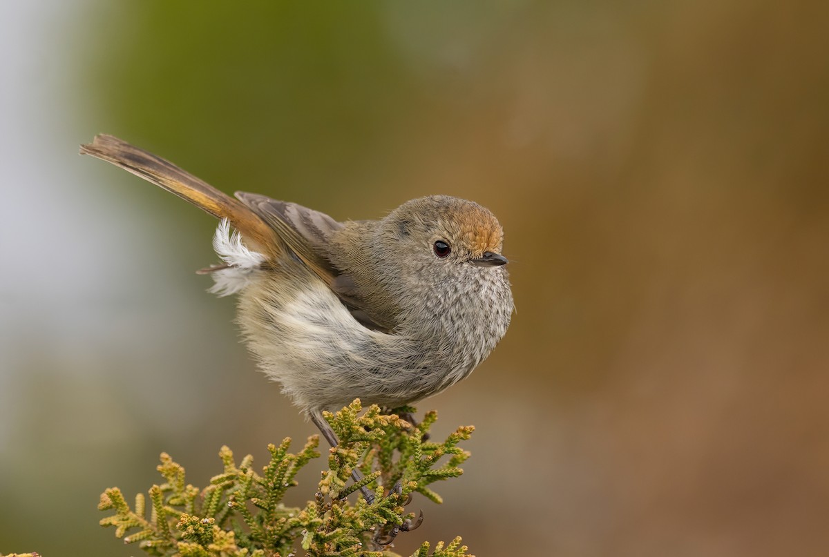 Tasmanian Thornbill - ML627683959