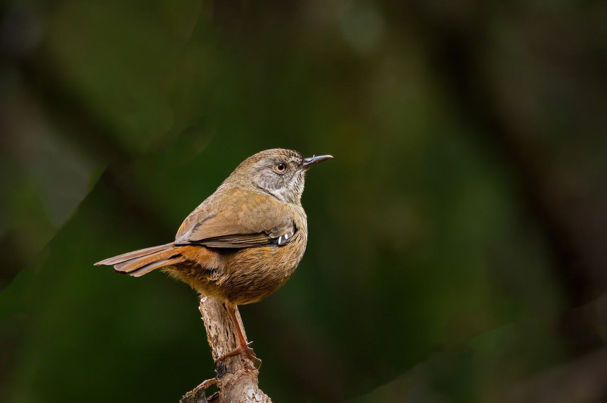 Tasmanian Scrubwren - ML627683962