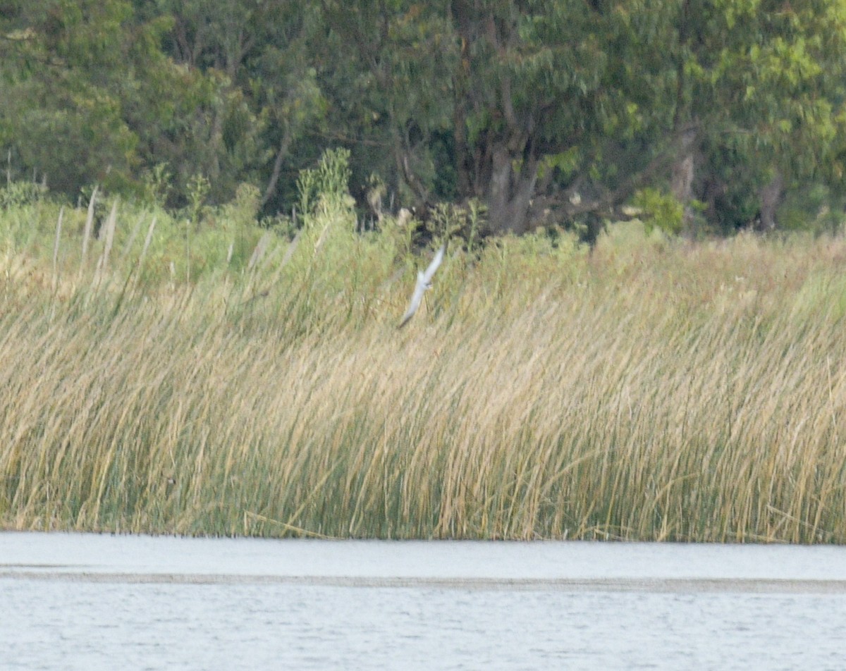 Yellow-billed Tern - ML627684192