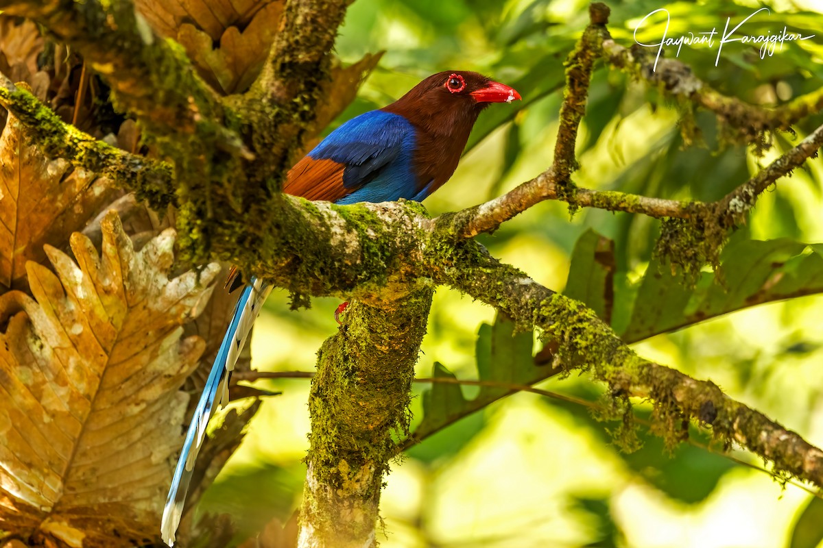 Sri Lanka Blue-Magpie - ML627684406