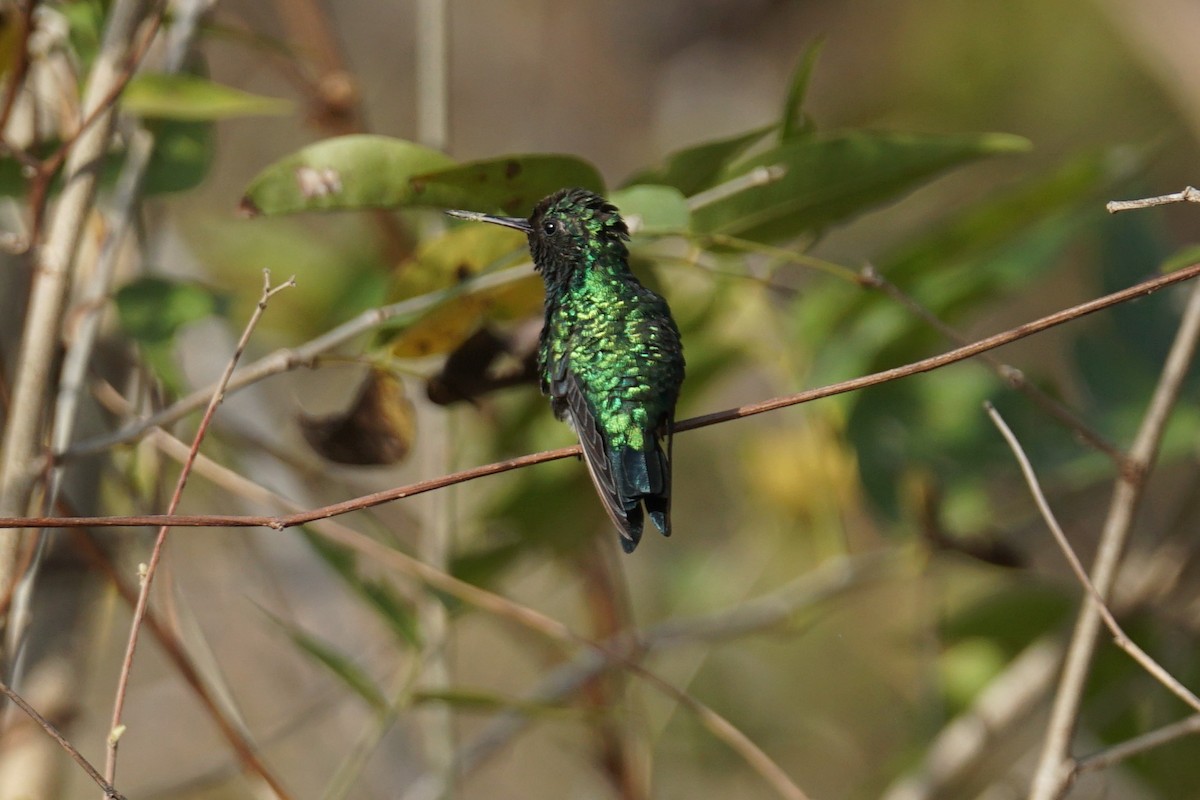 Red-billed Emerald - ML627684429