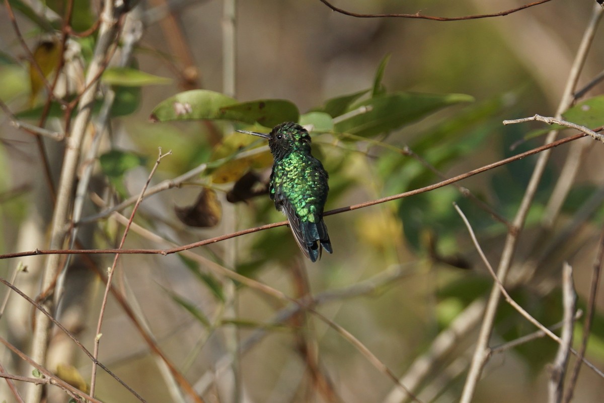 Red-billed Emerald - ML627684430