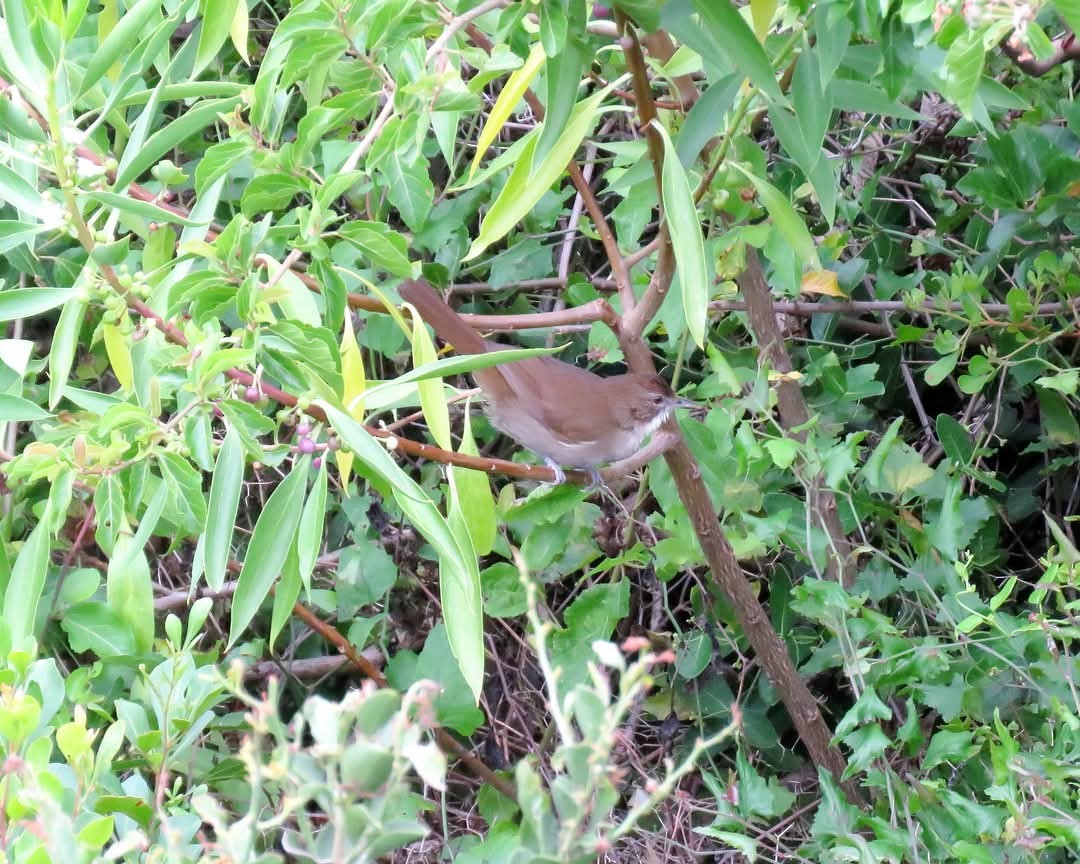 Terrestrial Brownbul - ML627684446