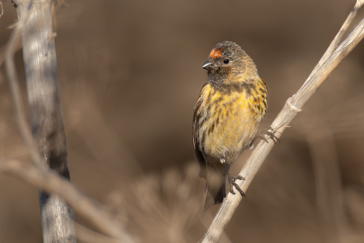 Fire-fronted Serin - ML627684559