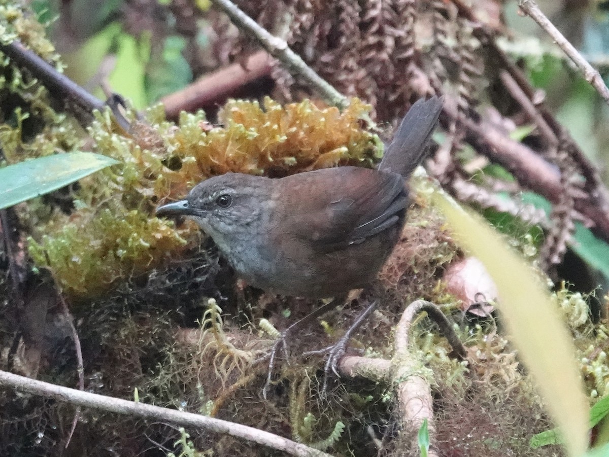 Taliabu Bush Warbler - ML627684594