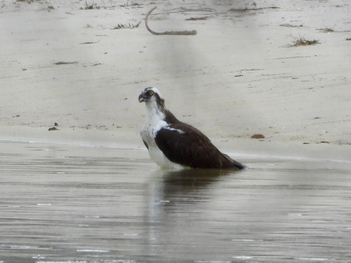 Falco pescatore - ML627684635