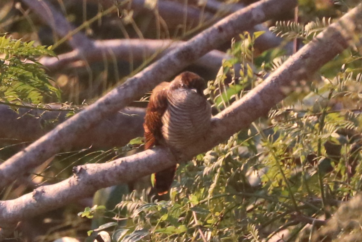 vatregjøk - ML627684741