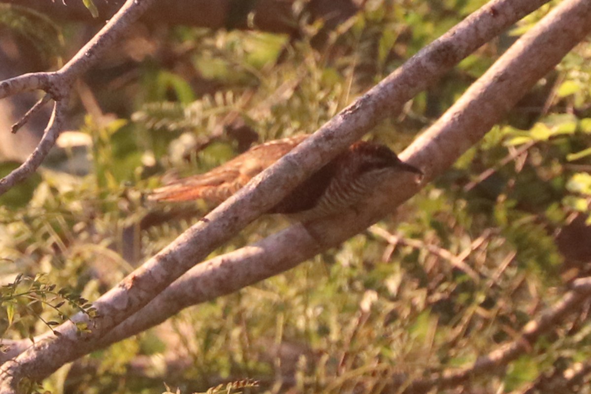 vatregjøk - ML627684742