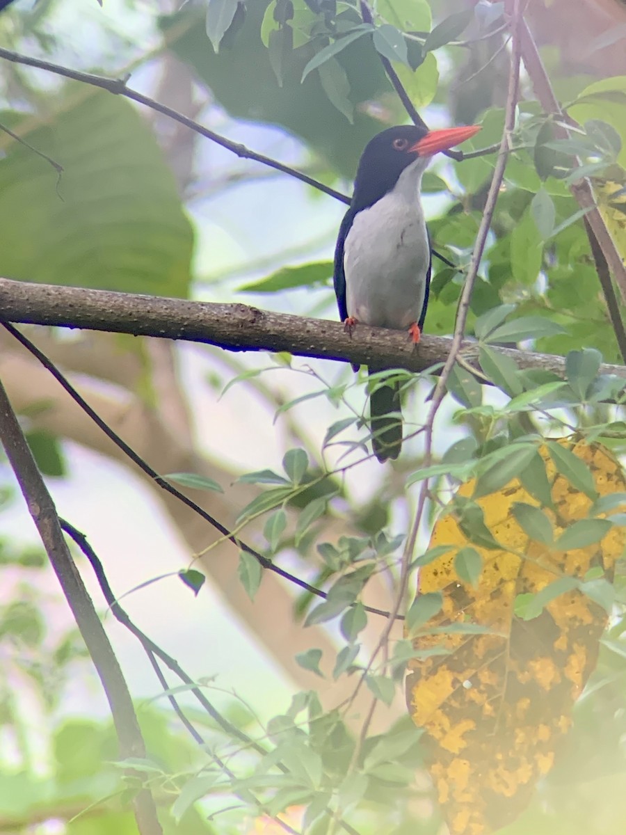 White-rumped Kingfisher - ML627684794