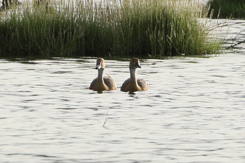 Plumed Whistling-Duck - ML627684827