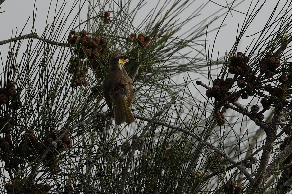Yellow-faced Honeyeater - ML627684830
