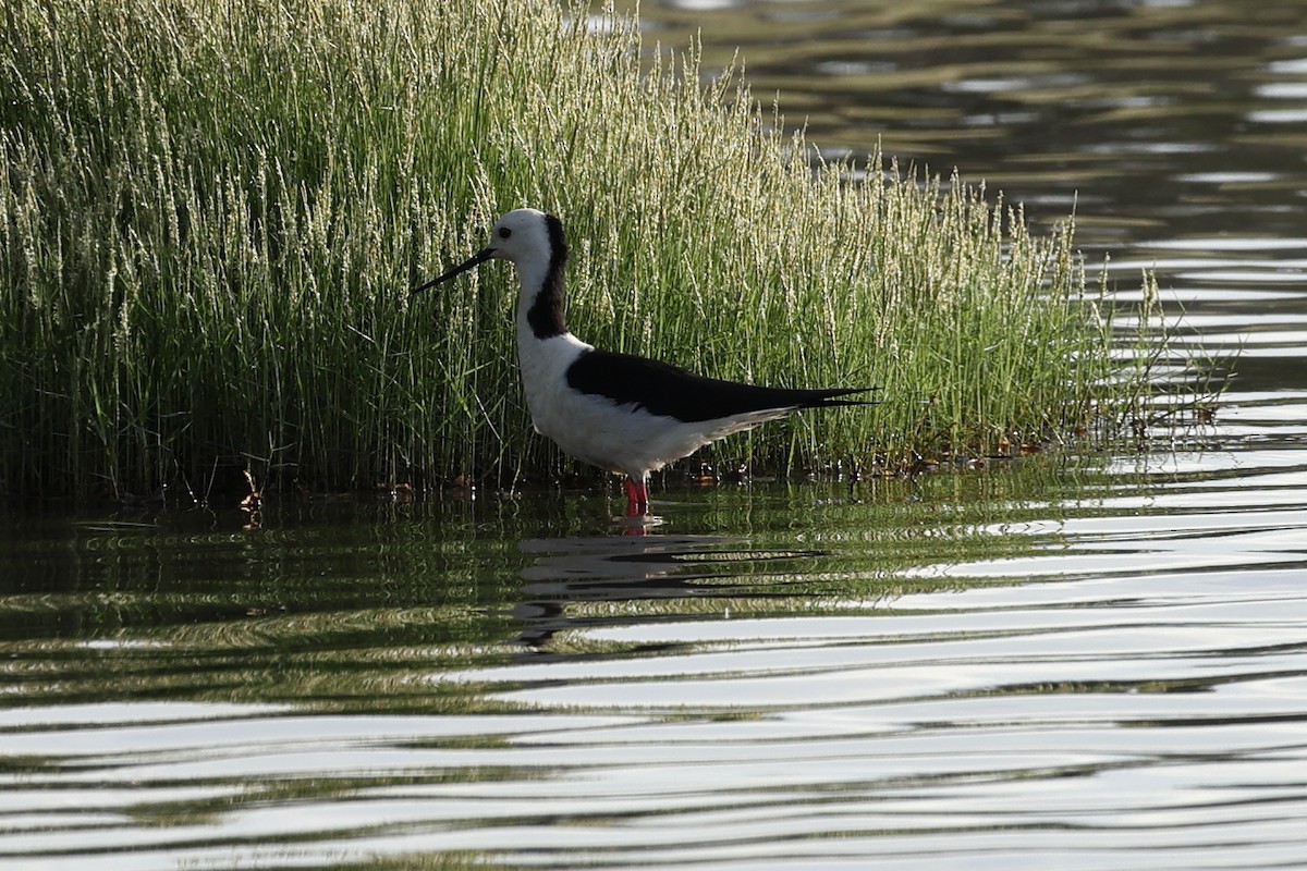 Pied Stilt - ML627684831