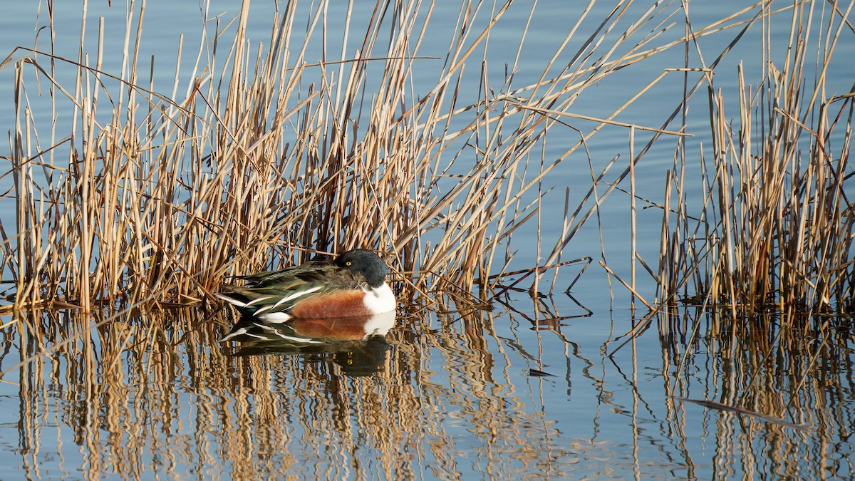 Northern Shoveler - ML627684853