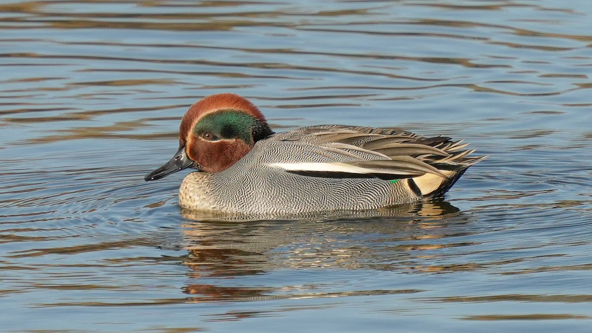 Green-winged Teal (Eurasian) - ML627684858